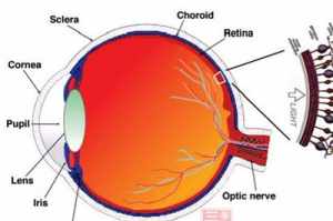 佛教视网膜脱落 什么叫视网膜脱落,是怎么造成的?