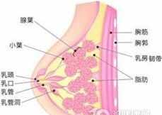 佛教囊性乳腺增生 乳腺囊性增生病的主要症状是