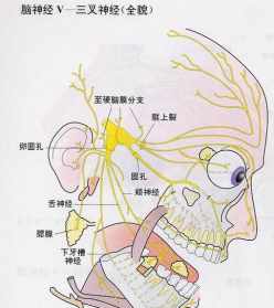 三叉神经痛的因果报应 三叉神经佛教