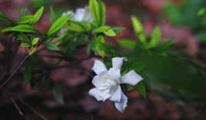 栀子花有什么说法 栀子花佛教