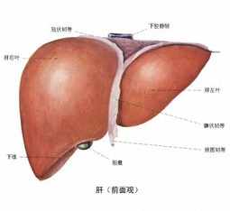 佛教肝病的因果 佛教说肝病