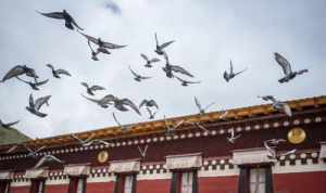 寺院黑暗吗 佛教寺院里的阴暗面