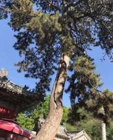 寺院里的树叫什么名 佛教寺院树种