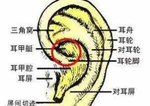 佛教眼耳口 佛教中耳朵代表什么