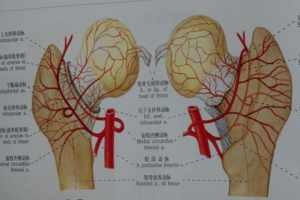 佛教中死于心脏病 佛学心脏病怎么造成