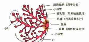 佛教中怎么看待乳腺疾病 佛教与疾病乳腺癌