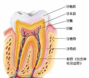 佛教怎么认识人体牙齿图片 佛教怎么认识人体牙齿