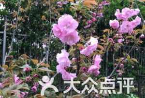 梅州客家佛教香花音乐研究 梅州香花佛教书