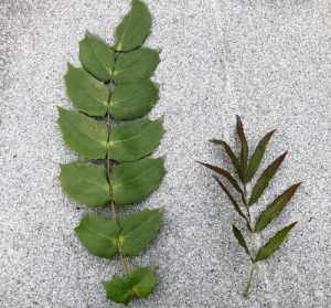 芭蕉叶与佛家的关系 佛教与芭蕉叶