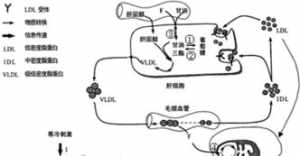 脂类代谢的佛教原因 脂类代谢不好什么原因造成的