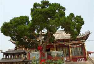 妙觉法师简介南阳兴国寺 妙觉法师简介