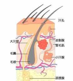 佛教怎样解释狐臭 佛教对于狐臭的开示