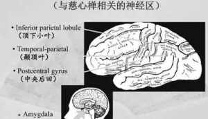 佛教大脑叫什么 佛教大脑