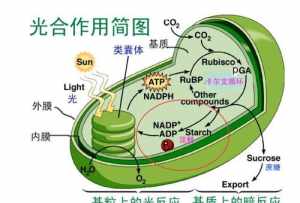 质子的本质（质子由什么组成佛教）