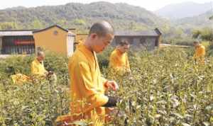 法师种子种植技术 什么是法师做法