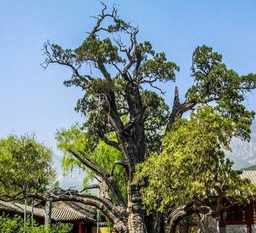 为什么寺庙中多种植有柏树 认捐菩萨像