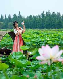 莲花度母图片 佛教莲花渡生图