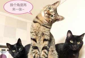 佛教对猫的看法 佛教关于猫