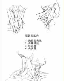 佛教图片 简约 佛教图片简画白描