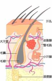 佛说狐臭的前世 有狐臭的人佛教解释