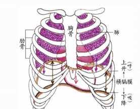 佛教的呼吸法 佛教观腹部呼吸法