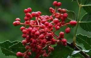 信佛不能吃花椒大料吗 佛教不能吃花椒