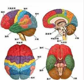 信佛的人脑子有病 佛教对人脑