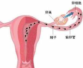 精子算生命吗(佛教) 佛教受精卵算生命吗