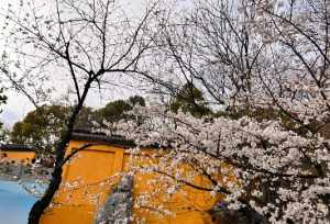 觉如是什么意思 觉如法师鸡鸣寺