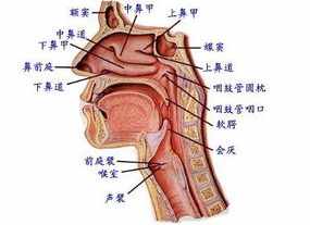 佛教治疗鼻炎肿大 用佛法治疗鼻炎