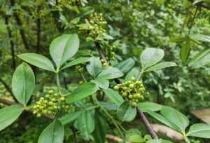 食用花椒 佛教花椒能吃不