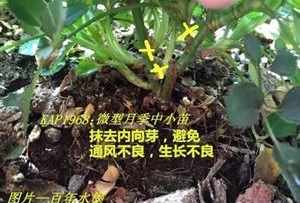 法师要怎样修理才好看 法师的修剪