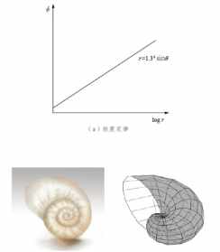 藏传佛教左旋海螺 佛教左螺