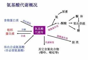 脂类代谢的佛教原因 脂类代谢不好什么原因造成的