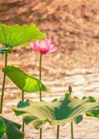 佛教音乐虔诚献香花 佛教音乐虔诚献香花是什么歌