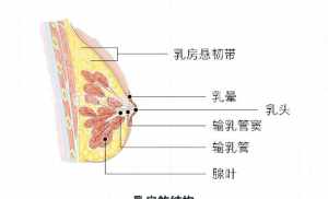 佛教里怎么治愈乳腺结节 佛教乳房