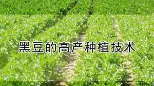 黑豆法师好养? 法师黑豆的种法