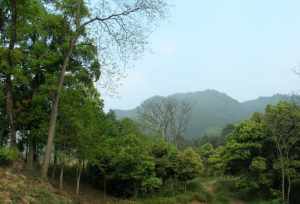 韶关佛教协会在哪 韶关的佛寺