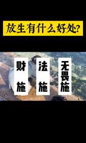 佛教放生念什么经文 放生念最方便佛咒