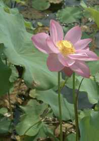 佛教莲花瓣儿图片大全 佛教莲花花瓣