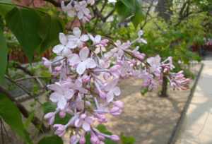 佛教黑色丁香花是什么 佛教黑色丁香