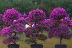 佛教重阳节话语 重阳节在佛教里面是什么节日