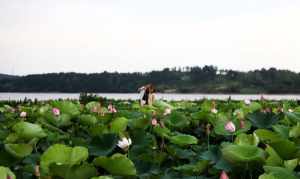 佛门莲花 佛教莲花垛