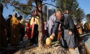 法师种下后多久可以晒太阳 法师拔出来再种上