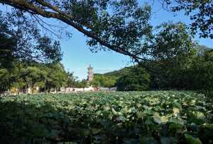 普陀寺庙当家的 普陀寺庙当家的叫什么