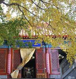 以寺养寺 以寺院为家