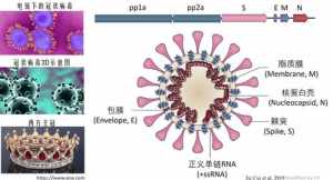 冠状病毒佛法解释 佛教称冠状病毒为菩萨