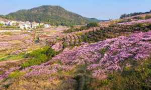 尼众寺院是什么意思 浙江义乌尼众寺院