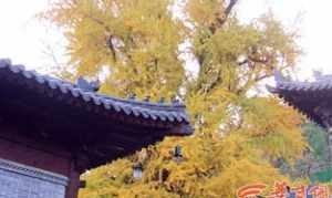 湖州观音禅寺 湖州鄂州观音阁