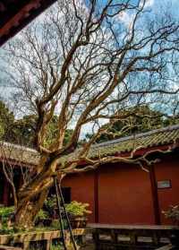 广元市寺院法会 广元市寺院